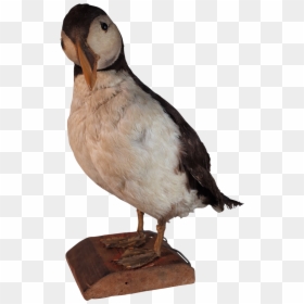 Atlantic Puffin, HD Png Download - parrot png