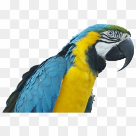 Papağan Png, Transparent Png - parrot png