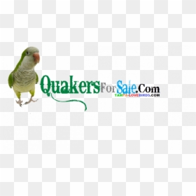 Quaker Parrot, HD Png Download - parrot png