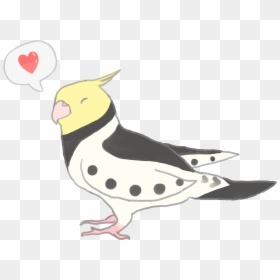 Cockatiel, HD Png Download - parrot png