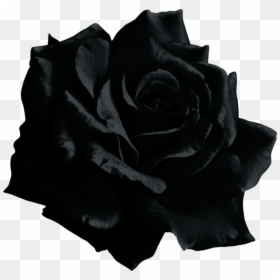 Download Black Rose Transparent Png Image With No Background - Black Rose No Background, Png Download - transparent png images roses