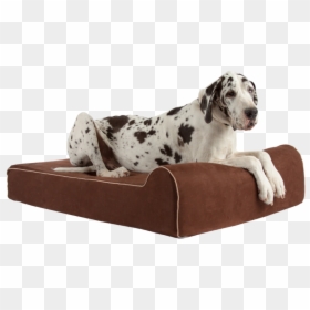 " data Rimg="lazy" data Rimg Scale="1" data Rimg Template="//cdn - Dalmatian, HD Png Download - dog bed png