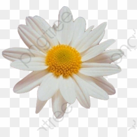 Small Clipart Simple Category - Small Flower Png, Transparent Png - daisy clipart png