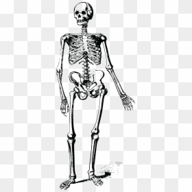 Skeleton Clipart Hand - Free Clipart Skeleton, HD Png Download - skeleton hands png