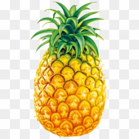 Svg Royalty Free Juice Fruit Bromelain Clip Art Big - Legend Of Pineapple Short Story, HD Png Download - black and white pineapple png