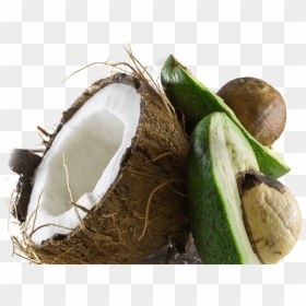 Img-coconut@2x - Areca Nut, HD Png Download - ingredients png