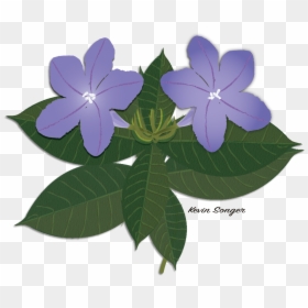 Periwinkle, HD Png Download - petunia png