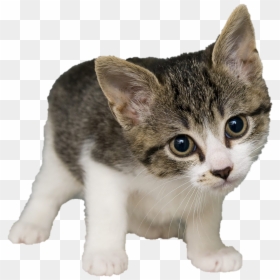 Cat Potos, HD Png Download - cat ear png