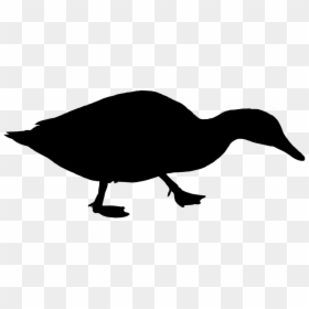 Duck Water Bird Silhouette Free Photo - Bebek Png, Transparent Png - swan silhouette png
