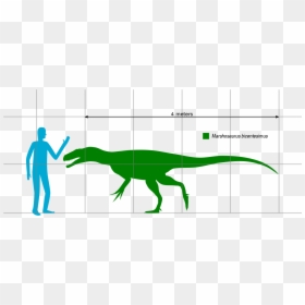 File - Marshosaurus Scale - Svg - Lesothosaurus, HD Png Download - human scale png