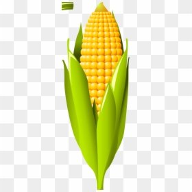 Banana, HD Png Download - corn plant png