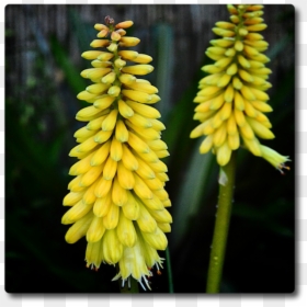 Torch Lily, HD Png Download - corn plant png