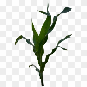 Clip Art, HD Png Download - corn plant png