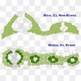 Parallel, HD Png Download - chloroplast png