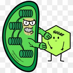 Clip Art, HD Png Download - chloroplast png