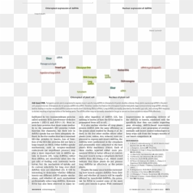 Document, HD Png Download - chloroplast png