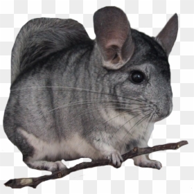Ancestral - Chinchilla Pet, HD Png Download - chinchilla png