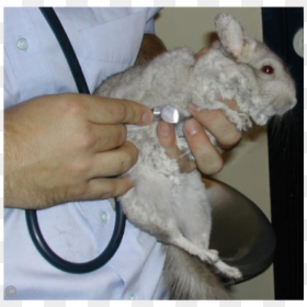Rat, HD Png Download - chinchilla png