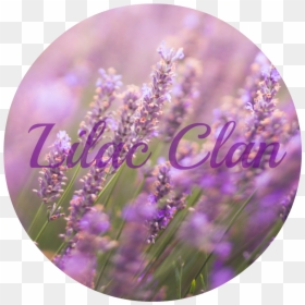 O Lavender Faceboono - Lavender, HD Png Download - bombs png