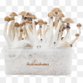 Mushroom, HD Png Download - shrooms png