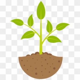 Seedling Clipart Plant Stage, Seedling Plant Stage - Plant Growing Clipart, HD Png Download - gallina pintadita png