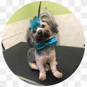 Yorkipoo, HD Png Download - puppy paw png