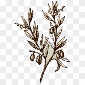 Vector Transparent Branch Transparent Almond - Olive Tree Drawing Png, Png Download - tree branch vector png