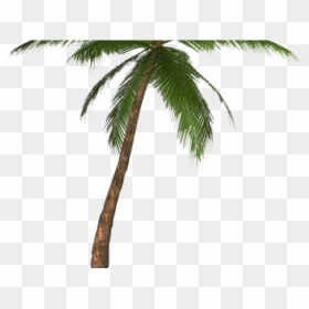 Transparent Background Palm Tree, HD Png Download - palm leaf vector png