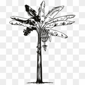 Banana Tree, Banana, Fruit - Banana Tree Hand Drawn Sketch, HD Png Download - palm leaf vector png