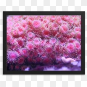 Purple Explosion Png, Transparent Png - purple explosion png