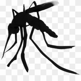 Mosquito Household Insect Repellents Amazon - Ant, HD Png Download - mosquito silhouette png
