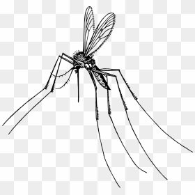 Clipart Transparent Background Mosquito, HD Png Download - mosquito silhouette png
