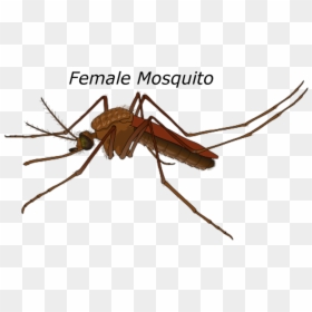 Female Mosquito Yellow Fever, HD Png Download - mosquito silhouette png