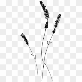 Lavender Drawing - Line Art, HD Png Download - bloody rose png