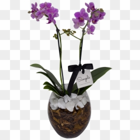 Clip Art Orquideas Do Mato - Cooktown Orchid, HD Png Download - orquideas png