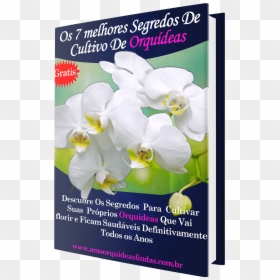 Moth Orchid, HD Png Download - orquideas png