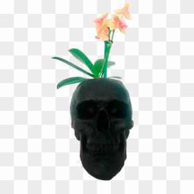 Skull, HD Png Download - orquideas png