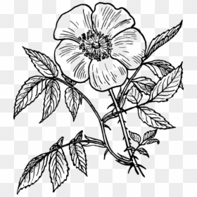 Flowers Line Drawing - Flower Line Drawing, HD Png Download - dead flower png