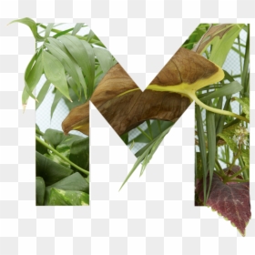 La Máquina De Fotos - Butterfly, HD Png Download - pipa png