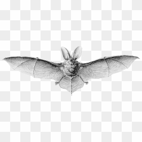 Northern Long Eared Bat Hanging, HD Png Download - nature background png