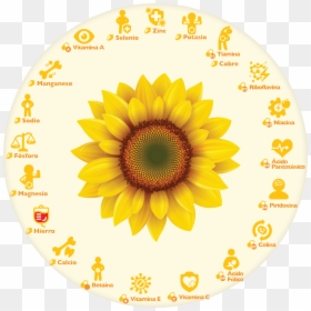 Semillas De Girasol O Semillas De Pipa - Clip Art Sun Flower, HD Png Download - pipa png