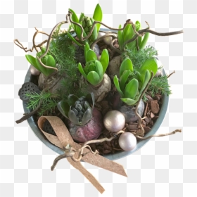Hyacinths, Decoration, Flowers, Plants, Christmas - Potée De Jacinthe Pour Noel, HD Png Download - christmas flowers png