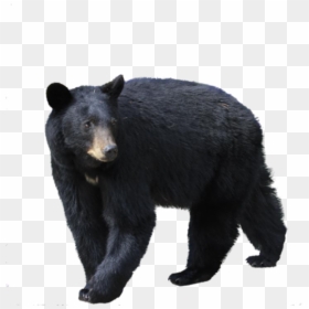 Black Bear Png Image - Black Bear Png, Transparent Png - bear.png