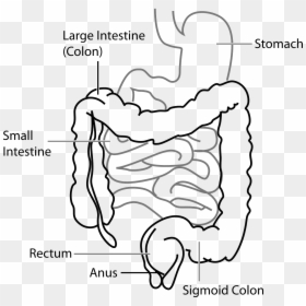 Gut Health The Digestive System And Microbiome Explored - Large Intestine And Small Intestine Diagram, HD Png Download - small intestine png