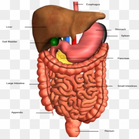 Picture - Big Picture Of Digestive System, HD Png Download - small intestine png