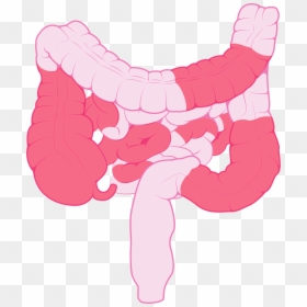 Transparent Small Intestine Png, Png Download - small intestine png