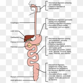 Image - Protein Digestion Steps, HD Png Download - small intestine png