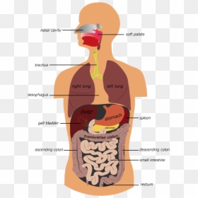 Picture - Digestive System With Lungs, HD Png Download - small intestine png