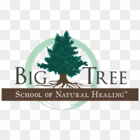 Big Tree Logo V2 - Green Party Of The United, HD Png Download - small intestine png