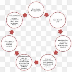 Definitions Of Crisis Management, HD Png Download - small intestine png